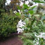 Rhododendron loranthiflorum Квітка