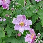 Anemone x hybrida 花