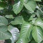 Nauclea latifolia Folio