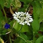 Orlaya grandiflora 花