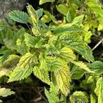 Urtica membranacea Leht