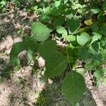 Toxicodendron radicans Листок