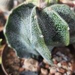 Astrophytum myriostigma Leaf