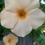 Allamanda blanchetii Flower