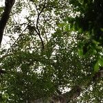 Xylopia cupularis Habit