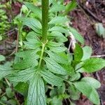 Valeriana dioicaFolha