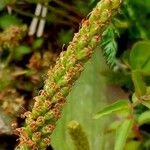 Plantago major Fruit