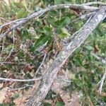Escallonia pulverulenta Bark