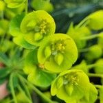 Euphorbia amygdaloides फूल