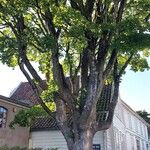Acer pseudoplatanus Libunga