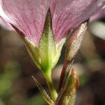 Linum tenuifolium Blodyn