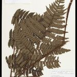 Cyathea surinamensis 叶