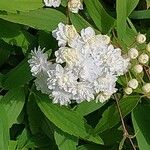 Spiraea cantoniensis Blüte