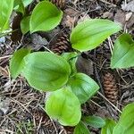 Maianthemum canadense Feuille