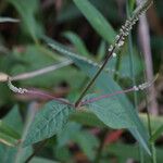 Cyathula prostrata Blüte
