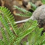 Vachellia drepanolobium Leaf