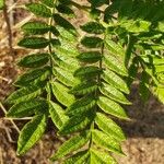 Jacaranda puberula Hoja
