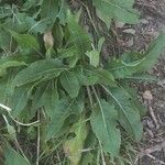 Verbascum thapsusBlad