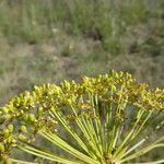 Peucedanum officinale 花