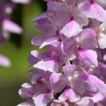 Aerides rosea Flower