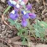 Lupinus texensis Lorea