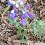 Lupinus texensis Flower