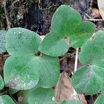 Hepatica nobilis Leaf