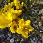 Haplophyllum linifolium 花