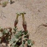 Silene succulenta Flor