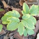 Aegopodium podagraria Leaf