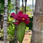 Cattleya wittigianaFlower