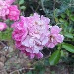 Rosa gallica Fleur