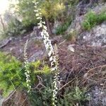 Anarrhinum laxiflorum Flower