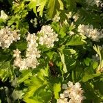 Sorbus mougeotii Flower