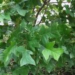 Liriodendron chinense 葉