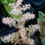 Astilbe simplicifolia