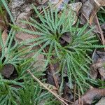 Lycopodium complanatum Fuelha