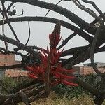 Erythrina speciosa花