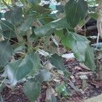 Oreopanax nymphaeifolius Hoja
