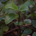 Peperomia glabella Otro