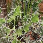 Euphorbia grandicornis Leaf