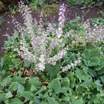 Salvia sclarea Habit