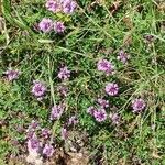 Thymus praecox Habit