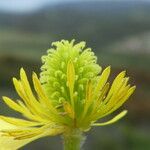 Ranunculus monspeliacus Фрукт