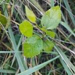 Betula pubescensBlad