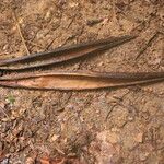 Funtumia africana Frukto