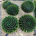 Aloe polyphylla Blad