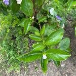 Brunfelsia pauciflora Levél