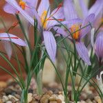 Crocus oreocreticus Lorea