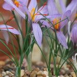 Crocus oreocreticus